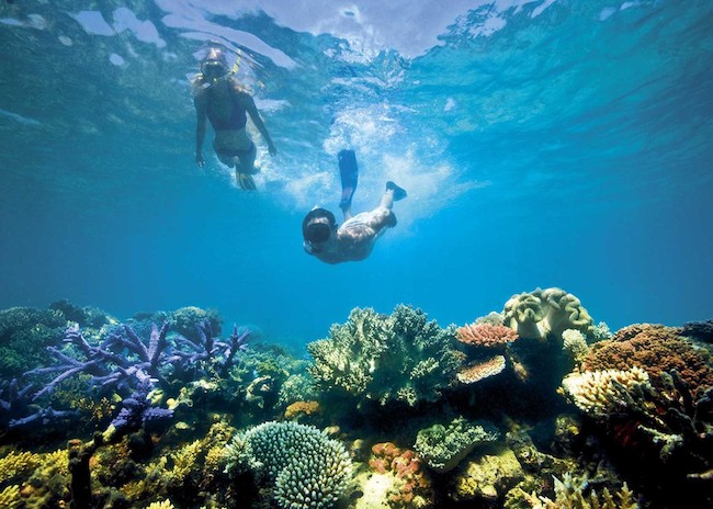 Introducir 36+ imagen cozumel snorkeling palancar reef